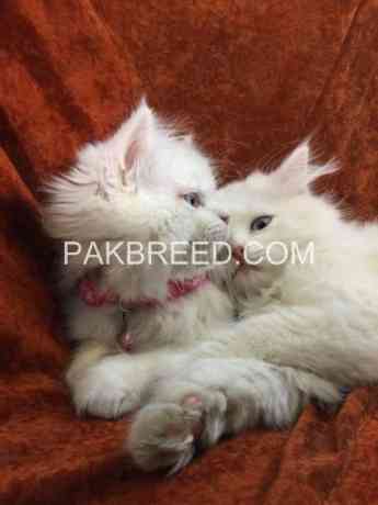 persian-kitten-pair-for-sale-big-2