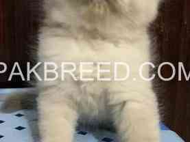 furry-kittens-himalayan-breed-for-sale