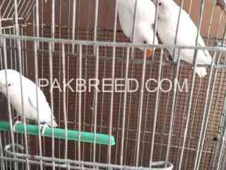 albino-red-eye-patha-with-dna-for-sale