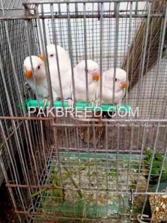 albino-red-eye-patha-with-dna-for-sale-big-2