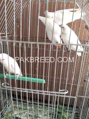 albino-red-eye-patha-with-dna-for-sale-big-0