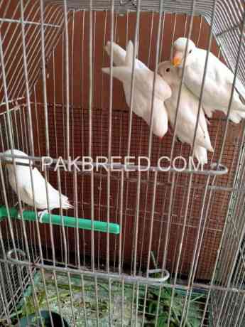 albino-red-eye-patha-with-dna-for-sale-big-1