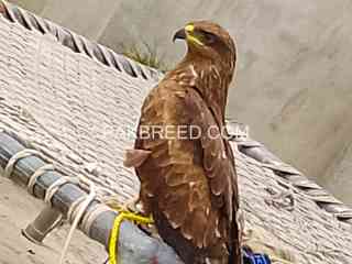 golden-eagle