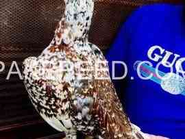 aseel-birds-for-sale-in-lahore