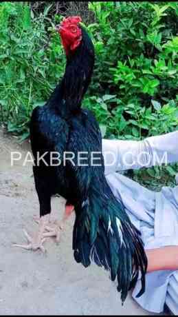 aseel-birds-for-sale-in-lahore-big-2