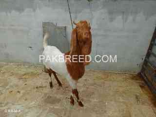 qurbani-janwer-is-available-in-karachi