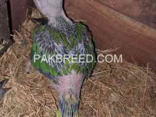 parrot-chick-for-sale-in-toba-tek-singh