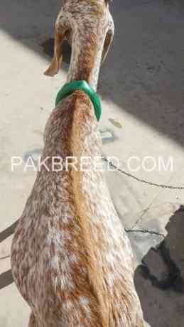 makhi-cheena-bacha-for-sale-in-karachi-big-1