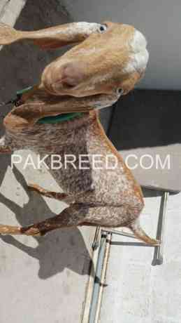 makhi-cheena-bacha-for-sale-in-karachi-big-0