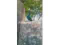 peacock-for-sale-in-lahore-small-1