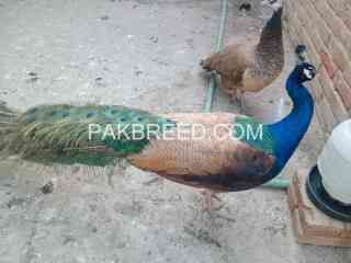 peacock-for-sale-in-lahore