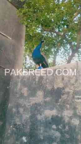 peacock-for-sale-in-lahore-big-1