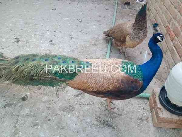 peacock-for-sale-in-lahore-big-0