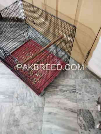 215-folding-cage-available-in-lahore-big-2