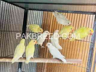 birds-for-sale-in-lahore