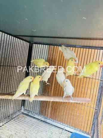 birds-for-sale-in-lahore-big-1