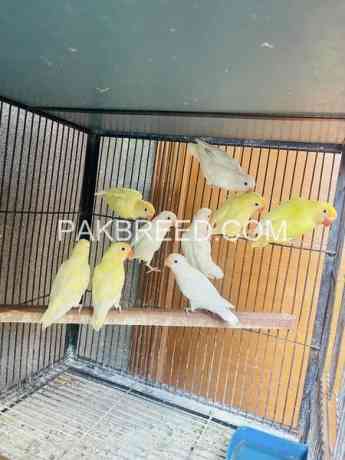 birds-for-sale-in-lahore-big-0