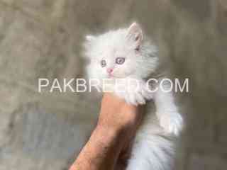 triple-coated-cat-pair-for-sale-in-karachi