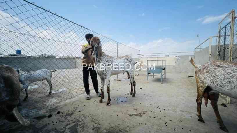 bakri-for-sale-in-lahore-big-0