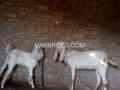 female-goat-for-sale-in-layyah-small-0