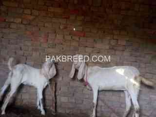 female-goat-for-sale-in-layyah