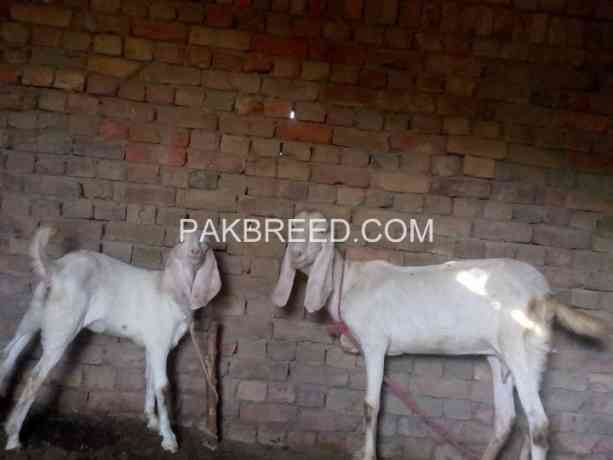 female-goat-for-sale-in-layyah-big-0