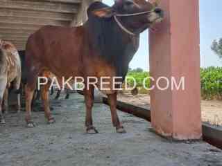 qurbani-janwar-for-sale-in-sialkot