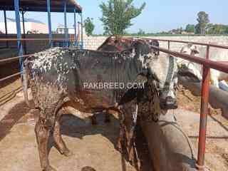 qurbani-janwar-for-sale