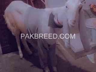 female-bakri-for-sale-in-karachi