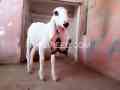 kajla-for-sale-in-karachi-small-0