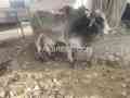 qurbani-k-leay-bull-available-in-lahore-small-0