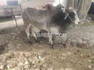 qurbani-k-leay-bull-available-in-lahore