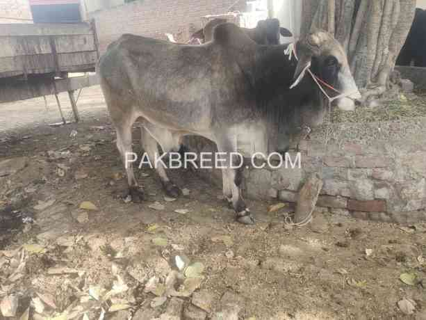 qurbani-k-leay-bull-available-in-lahore-big-0