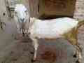 dasi-bakry-eid-qurbani-waly-are-available-in-pattoki-small-3