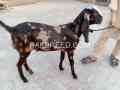 dasi-bakry-eid-qurbani-waly-are-available-in-pattoki-small-2