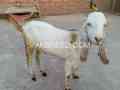 dasi-bakry-eid-qurbani-waly-are-available-in-pattoki-small-1