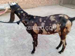 dasi-bakry-eid-qurbani-waly-are-available-in-pattoki