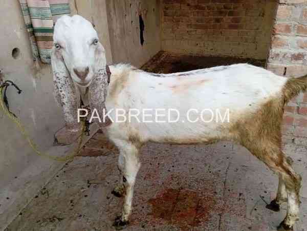 dasi-bakry-eid-qurbani-waly-are-available-in-pattoki-big-3