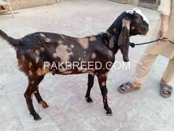 dasi-bakry-eid-qurbani-waly-are-available-in-pattoki-big-2