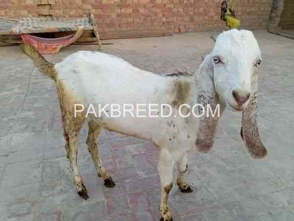 dasi-bakry-eid-qurbani-waly-are-available-in-pattoki-big-1