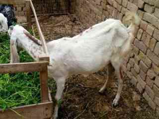 bakri-for-sale