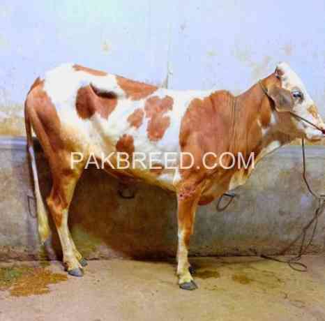 ablack-bachri-pink-nose-available-for-qurbani-2024-big-0