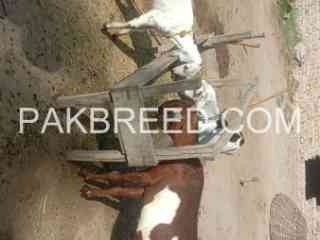 lal-bakri-for-sale