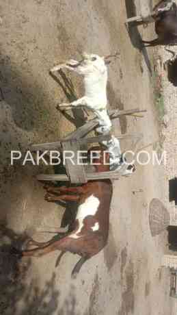 lal-bakri-for-sale-big-0