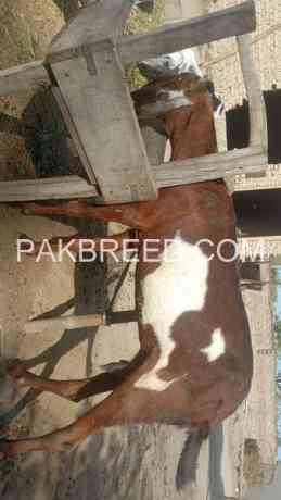 lal-bakri-for-sale-big-1