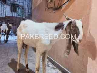 bakri-dant-mai-2-hai-achi-kadawar-hai-for-sale