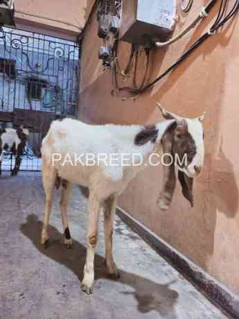 bakri-dant-mai-2-hai-achi-kadawar-hai-for-sale-big-0