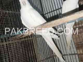 red-eyes-eno-cockatiel-breeder-pair-available