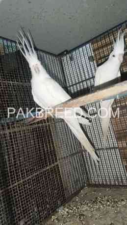 red-eyes-eno-cockatiel-breeder-pair-available-big-0