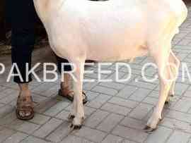 bakra-for-sale